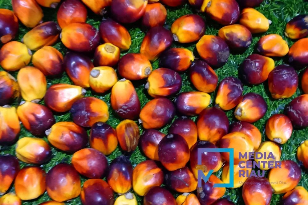 Harga TBS Kelapa Sawit Mitra Plasma Riau Naik, Petani Lega