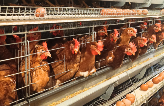 Peternakan Ayam Petelur Lapas Pekanbaru Dukung Ketahanan Pangan Nasional