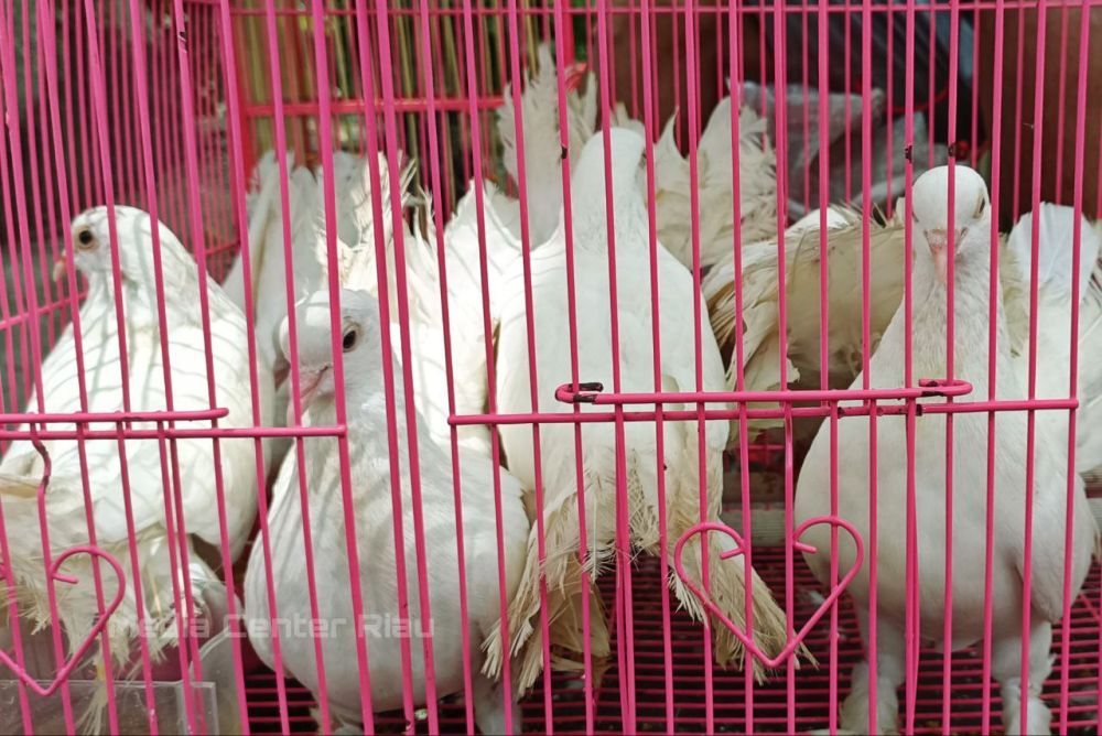 Hindari Penyebaran Virus Flu Burung, Peternak Diimbau Tidak Lepas Liarkan Ternak