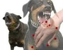 Warga Inhil Meninggal Dunia Setelah Digigit Anjing Rabies, Berikut Penjelasan DPKH Riau