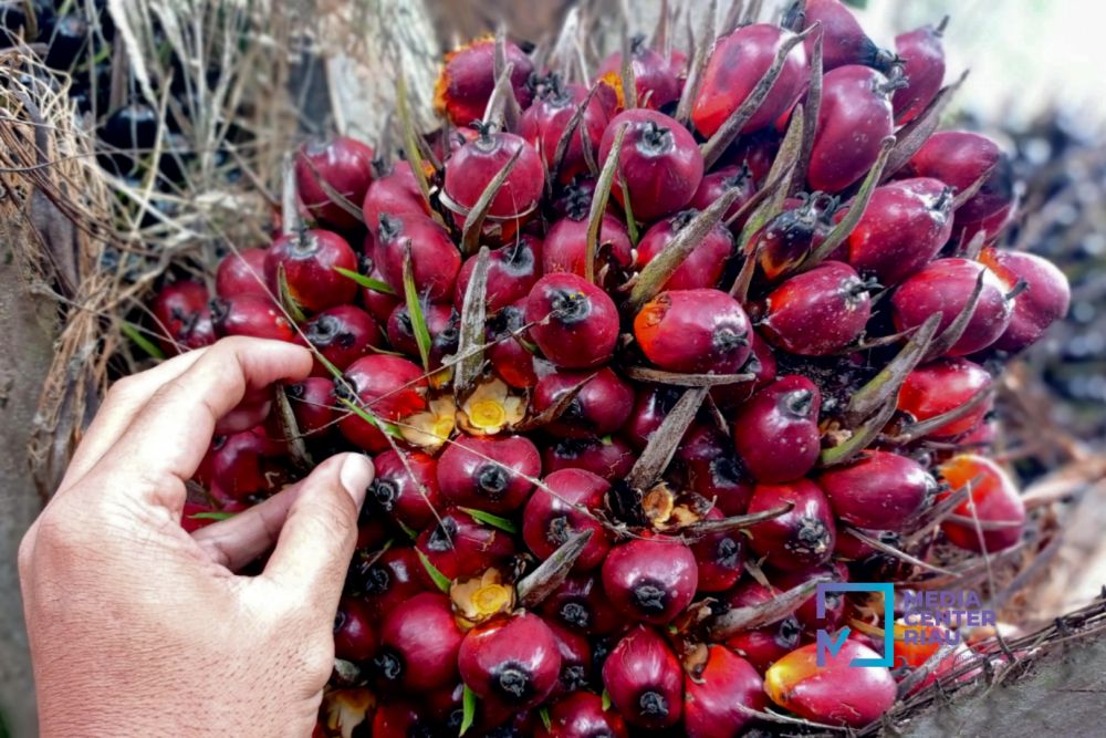 Naik, Kelapa Sawit Mitra Plasma Minggu Ini Dihargai Rp2.942 per Kg