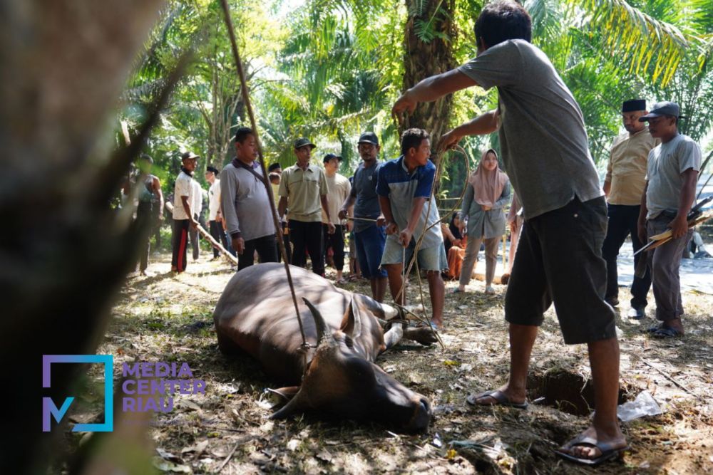 Hewan Kurban ASN Pemprov Riau Sudah Terkumpul 50 Ekor