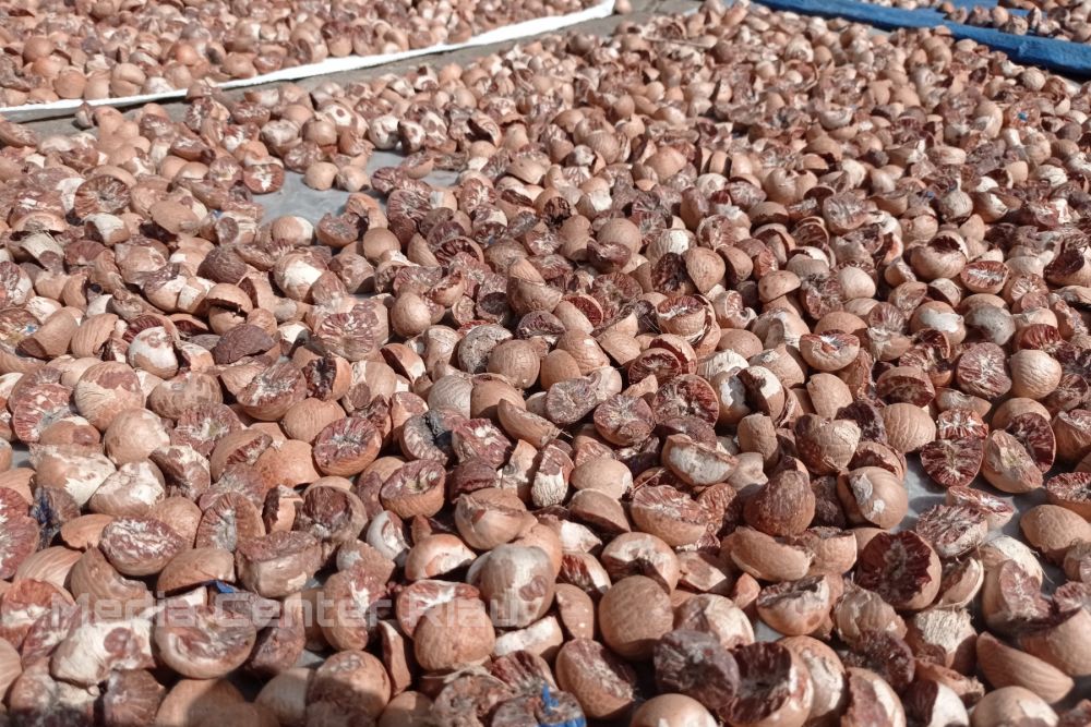 Naik Lagi, Harga Pinang Kering di Riau Jadi Rp8.452 per Kg