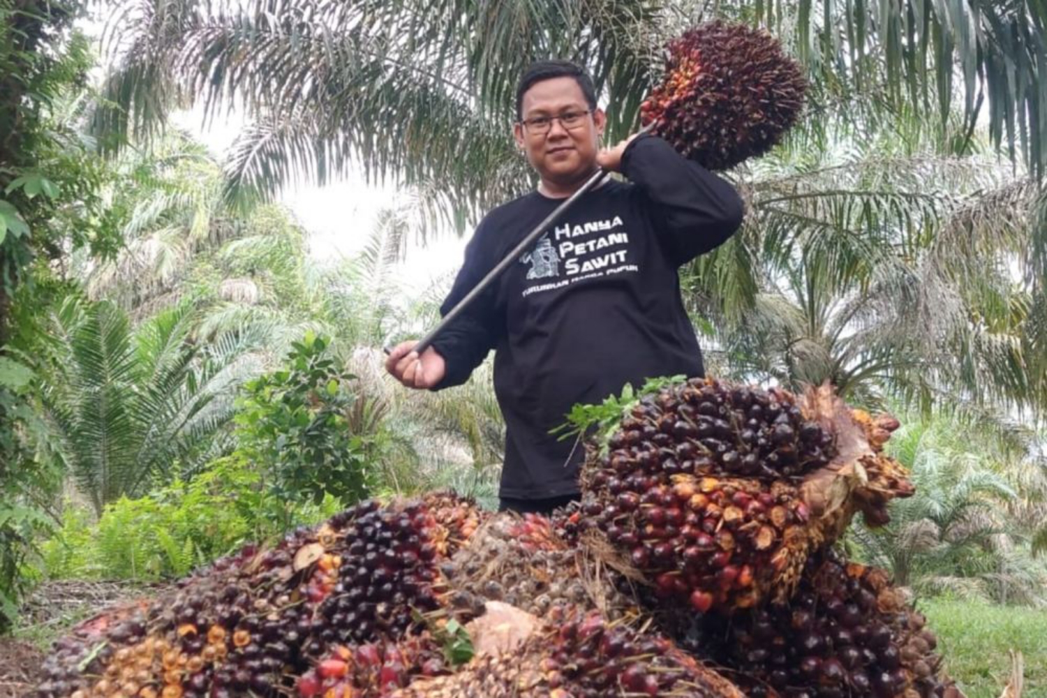 Harga TBS Sawit Mitra Swadaya Riau Naik Tembus Rp3.781,37/Kg